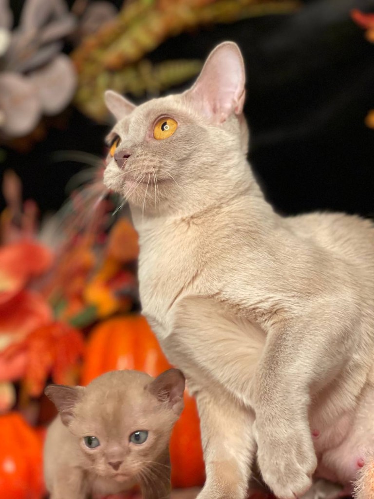 Бурманская кошка и котенок крупным планом