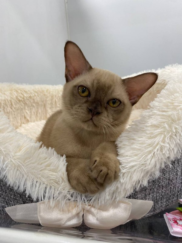 Бурманский котенок в мягкой лежанке